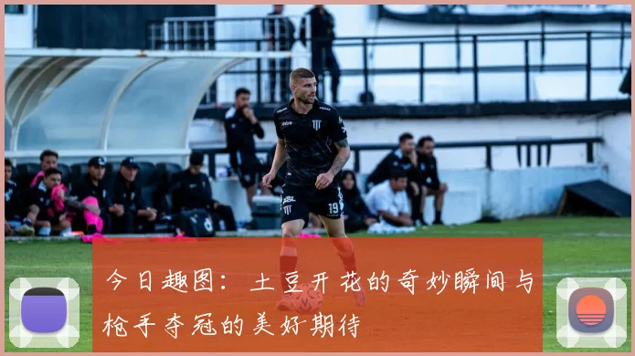 今日趣图：土豆开花的奇妙瞬间与枪手夺冠的美好期待